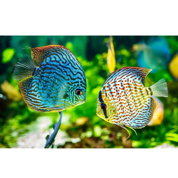 Discus